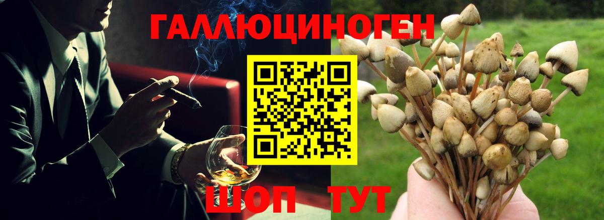 Псилоцибиновые грибы Psilocybe Серов